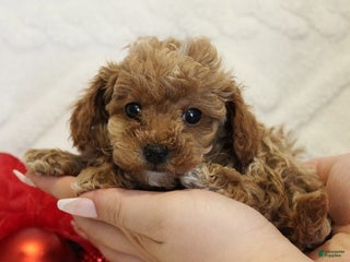 Toy Poodle dogs Glacier - Ad 30