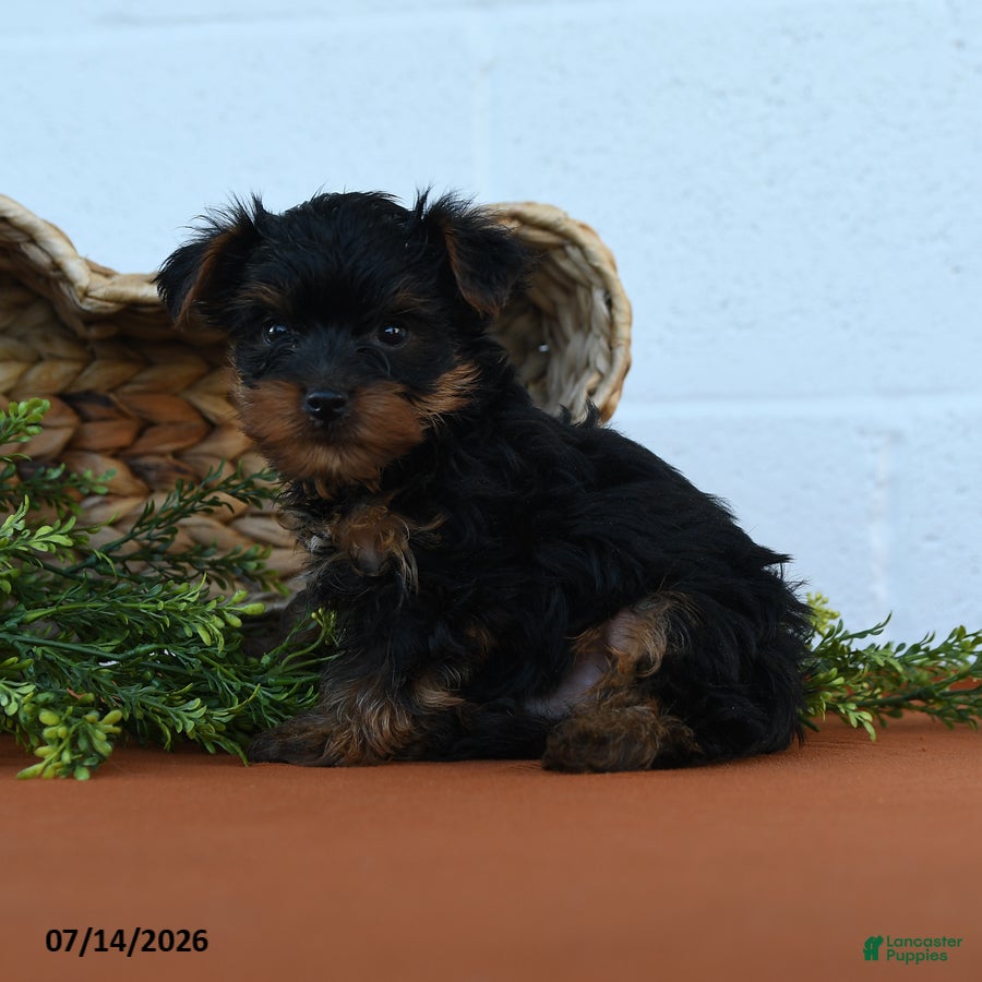Yorkshire Terrier dogs Karson  - Ad 1