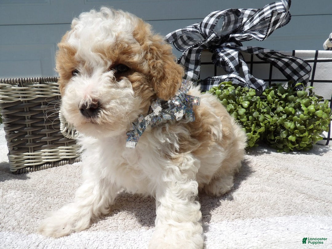 Gallery Image {{count}}