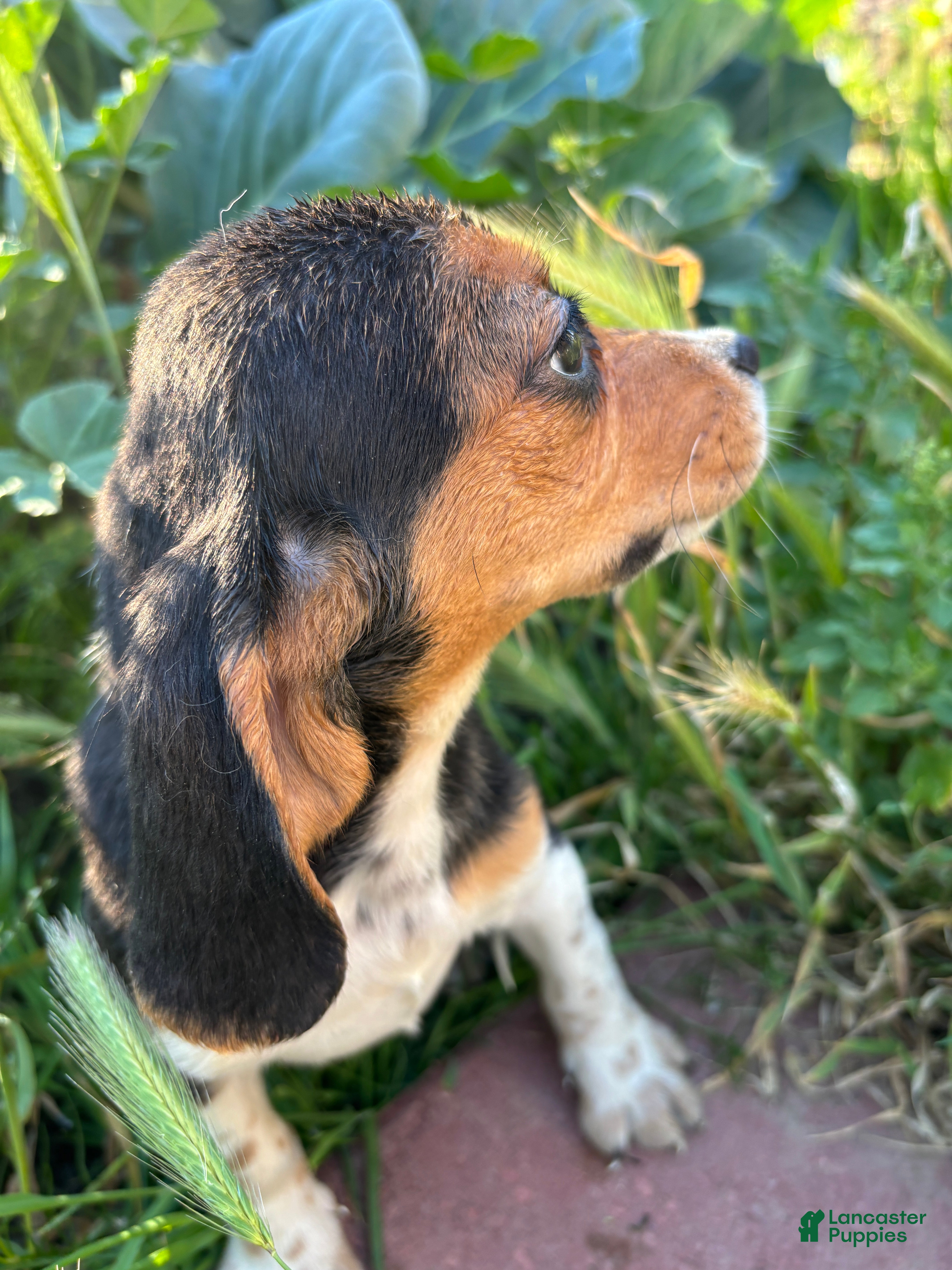 Beagle dogs August - Ad 12