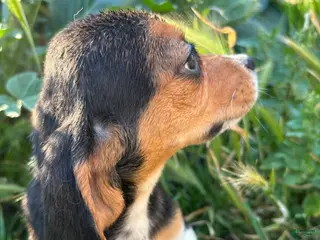 Beagle dogs August - Ad 12