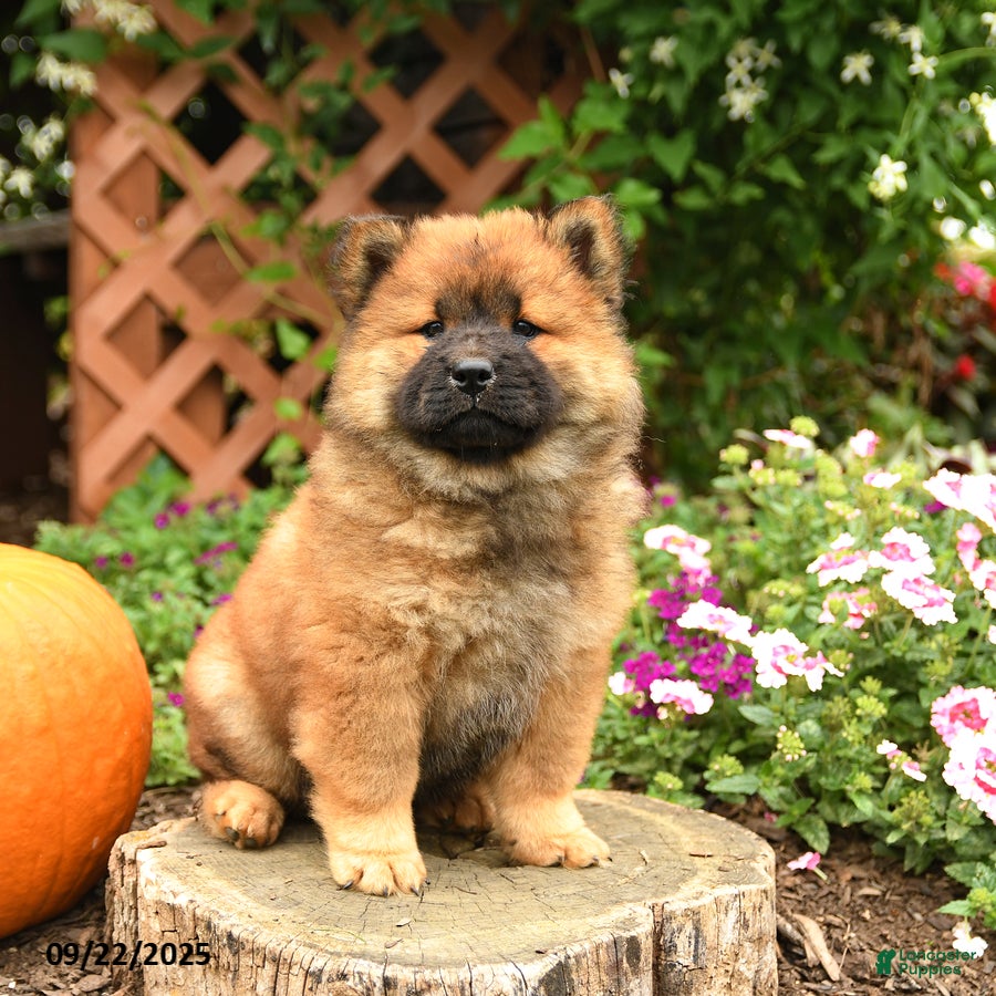 Chinese Chow Puppies Breeding Chow Chows Shop Chinese Chow Chow
