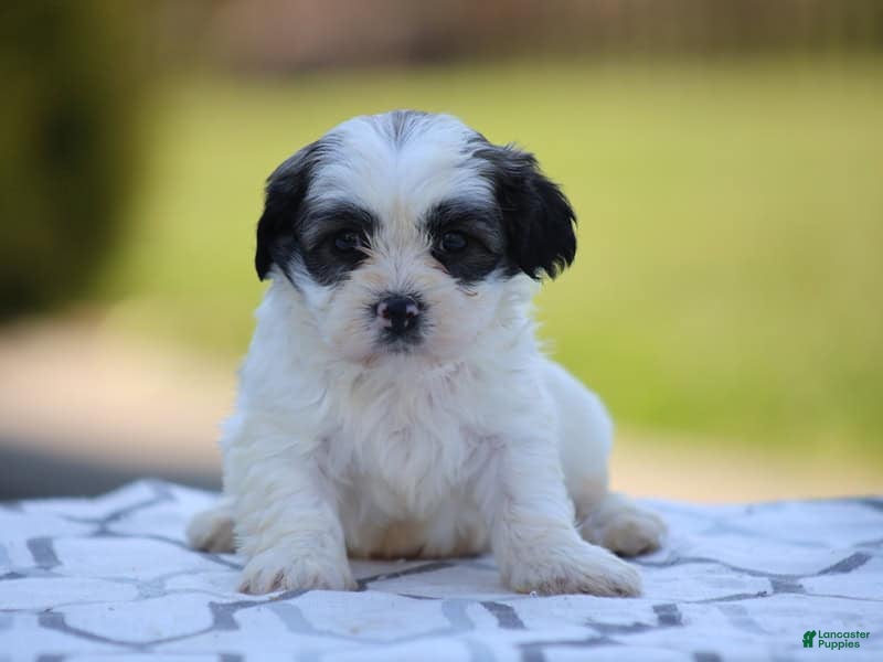 Teddy Bear dogs Maple - Ad 2