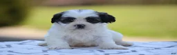 Teddy Bear dogs for sale: Maple - Ad 2