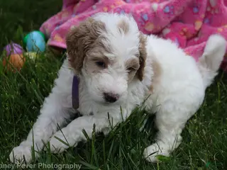Goldendoodle dogs for sale: Miss Purple - Ad 1