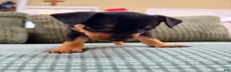 Miniature Pinscher dogs for sale: Lucy - Ad 10