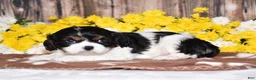 Cavalier King Charles Spaniel dogs for sale: Gorbi - Ad 4