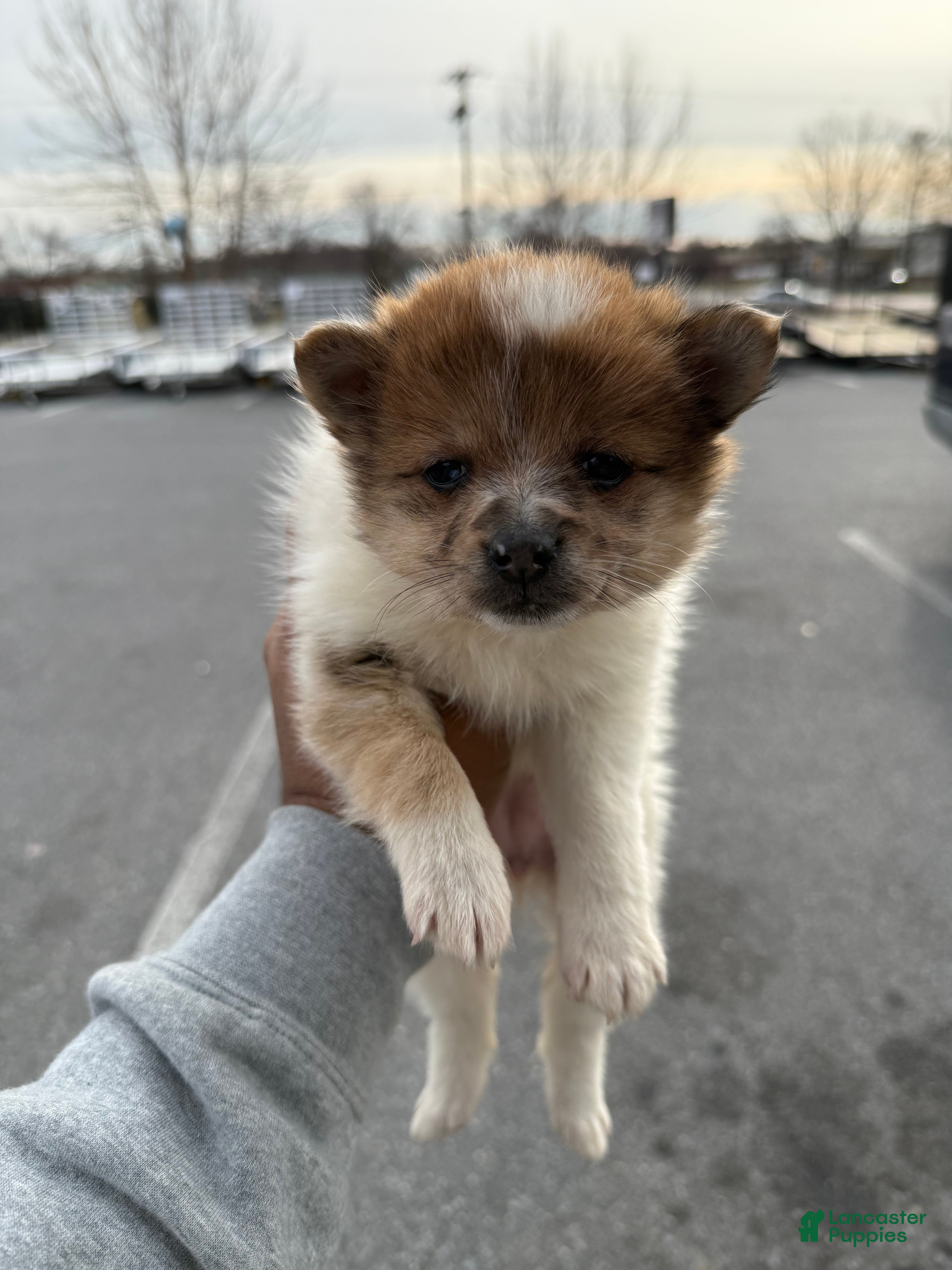 Pomeranian dogs Pomeranian Puppy 2 - Ad 24