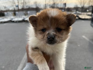 Pomeranian dogs Pomeranian Puppy 2 - Ad 24