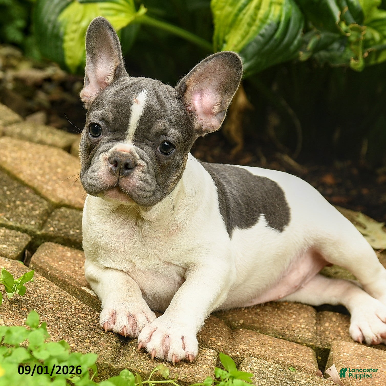 French Bulldog dogs Christine - Ad 2