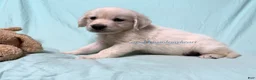 Golden Retriever dogs for sale: Matty - Ad 4