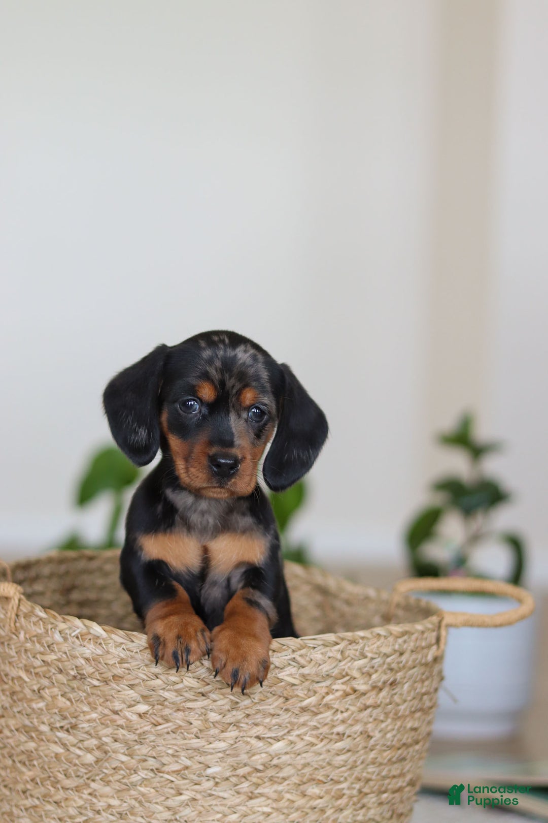 Miniature Dachshund dogs for sale: Ivy - Ad 11