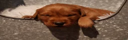 Golden Retriever dogs for sale: Missy - AKC, Genetically Clear - Ad 5