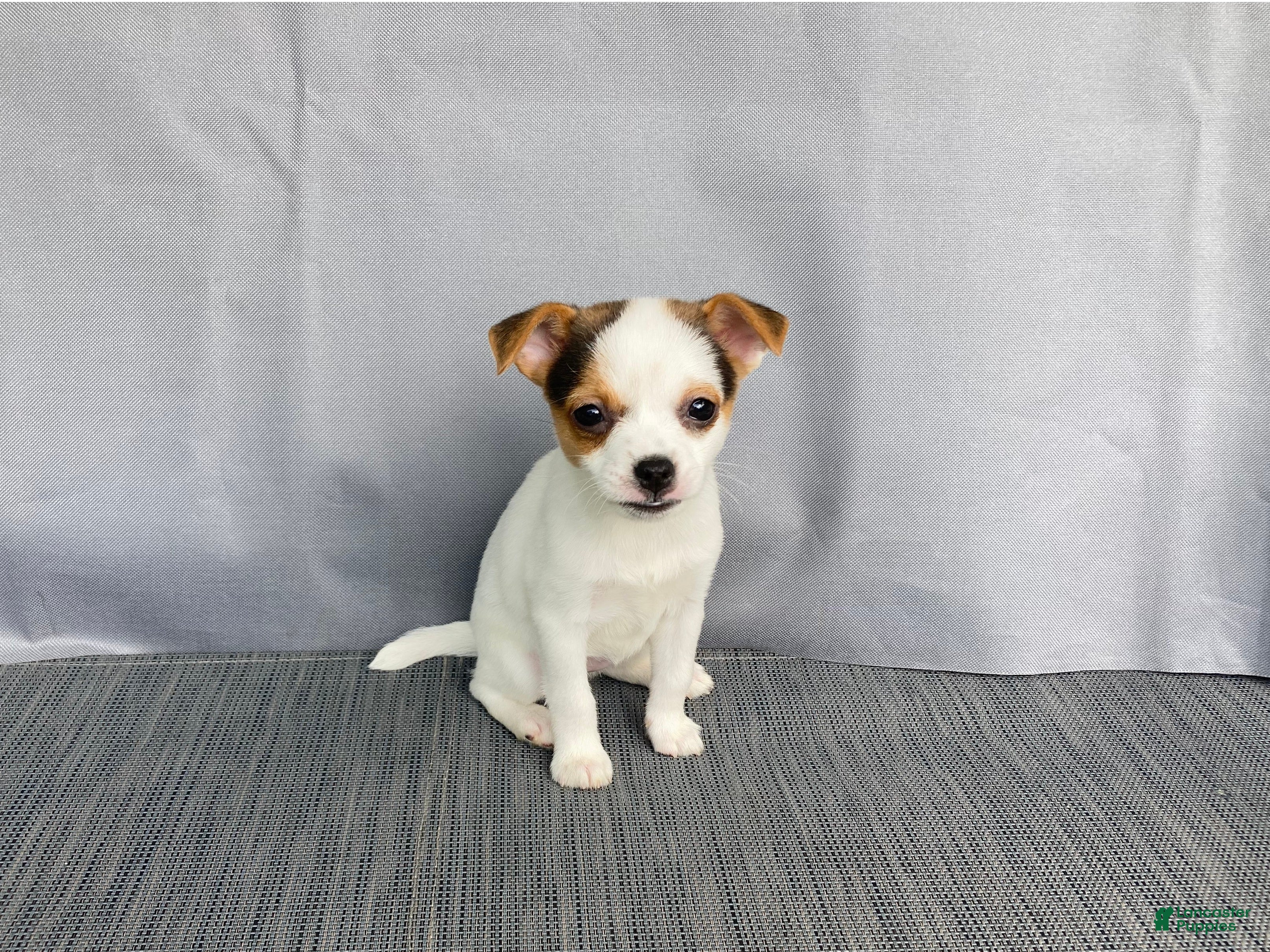 Chihuahua dogs Willow - Ad 2