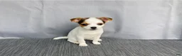 Chihuahua dogs for sale: Willow - Ad 2