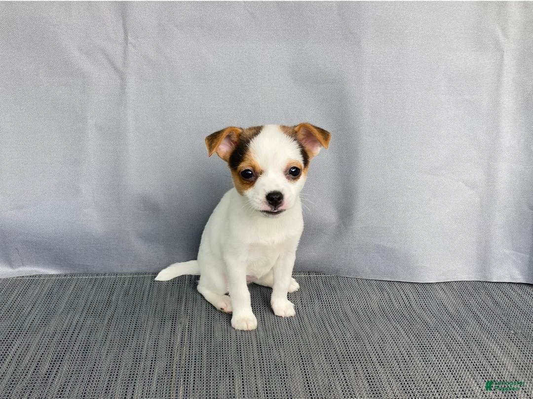 Chihuahua dogs for sale: Willow - Ad 2