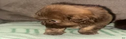 Shih Tzu dogs for sale: Shih Tzu 3 - Ad 2