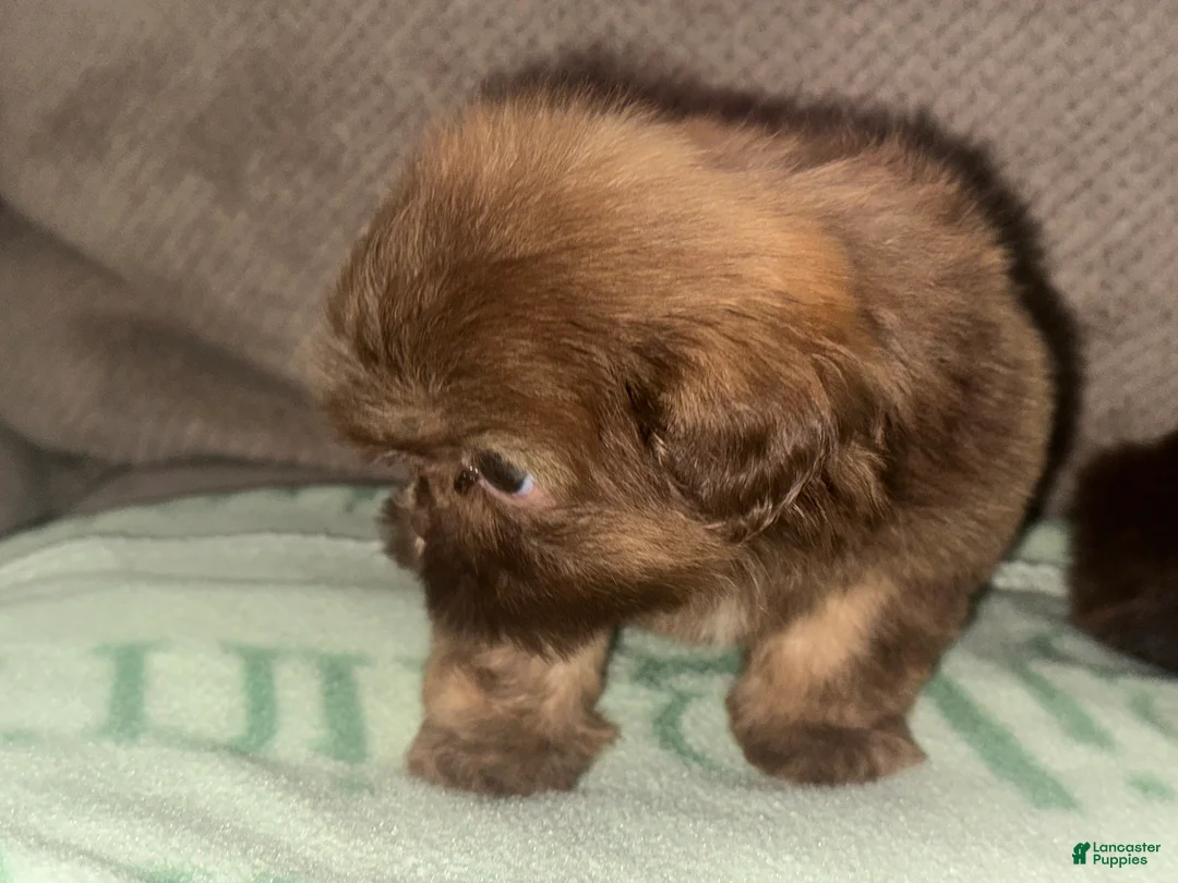 Shih Tzu dogs for sale: Shih Tzu 3 - Ad 2