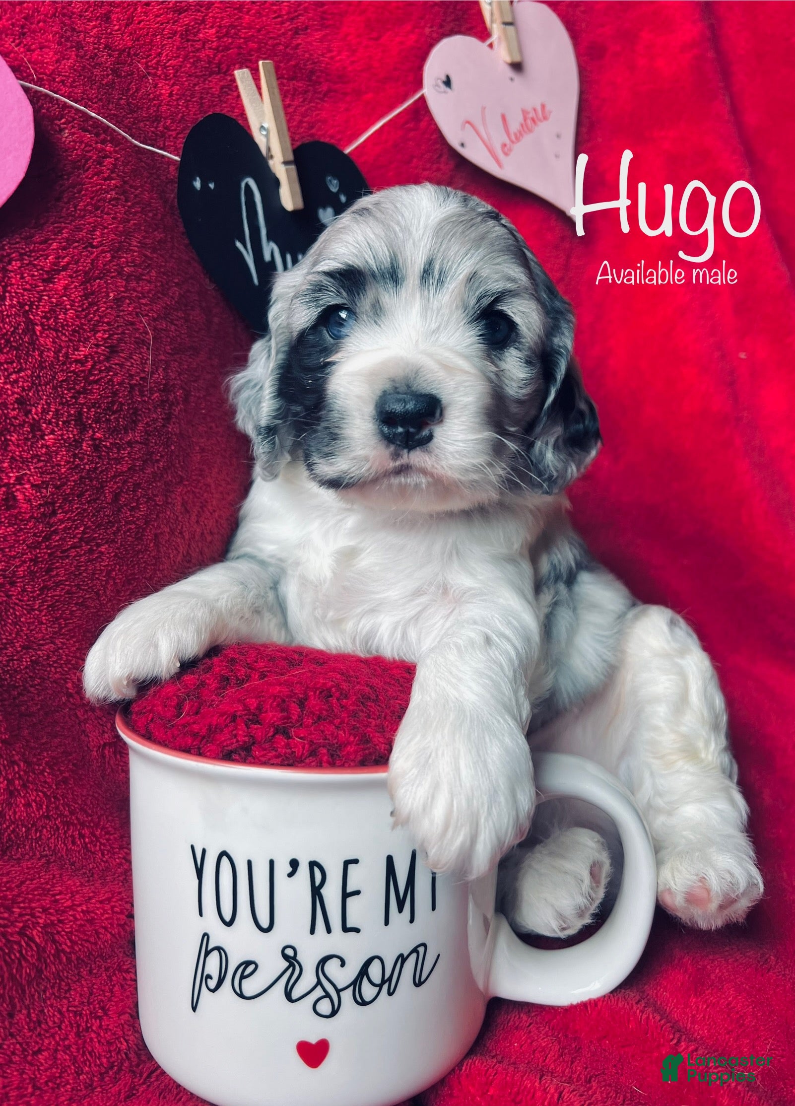 Cocker Spaniel dogs Hugo - Ad 9