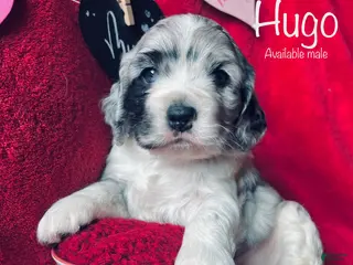 Cocker Spaniel dogs Hugo - Ad 9