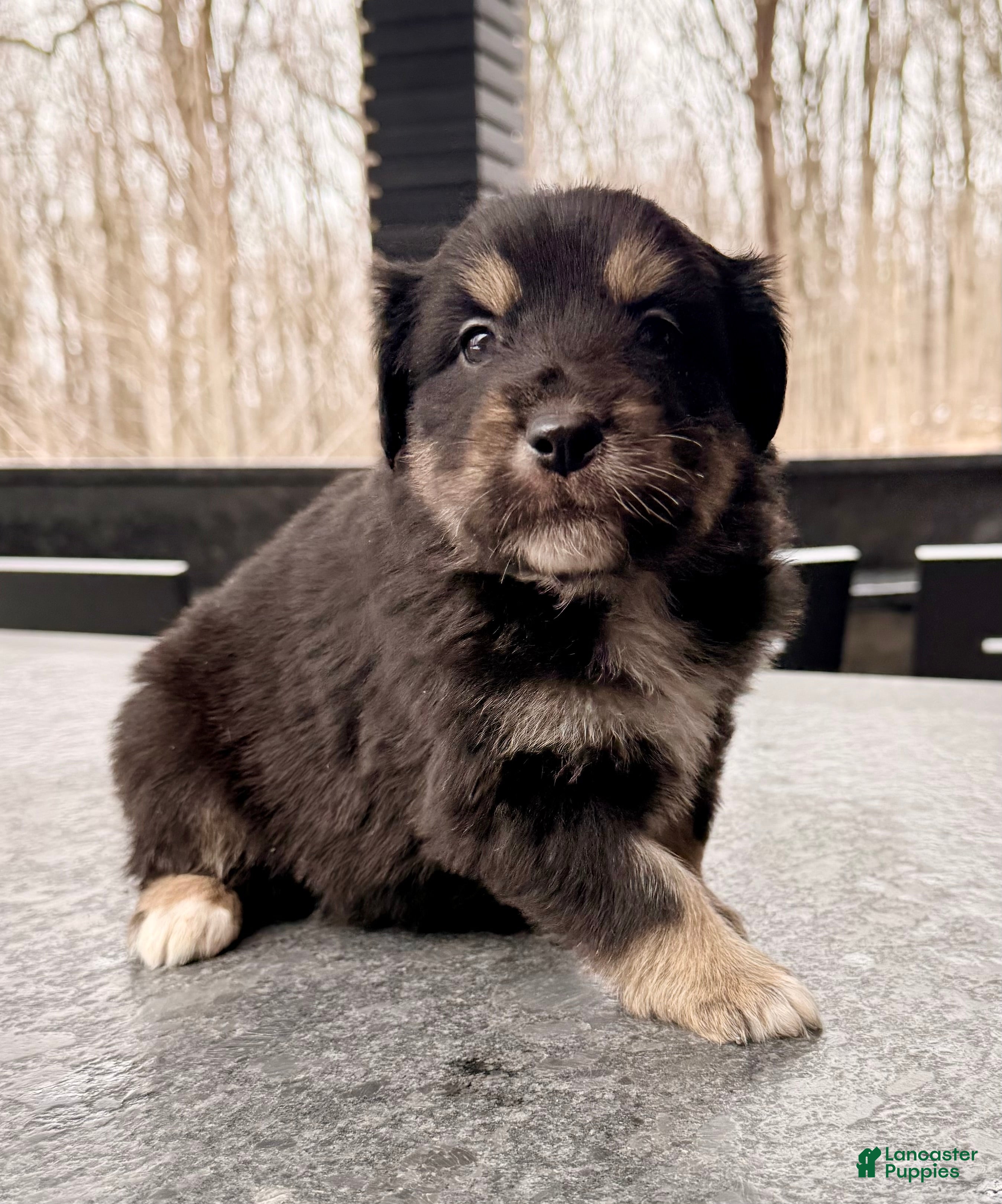 Australian Shepherd dogs Dakota - Ad 39