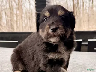 Australian Shepherd dogs Dakota - Ad 39