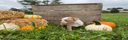 Boston Terrier dogs for sale: Maple - Ad 6