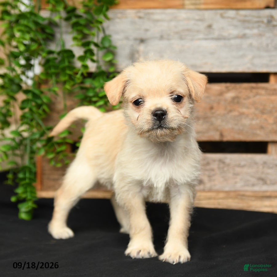 Mixed Breed dogs Tori - Ad 2
