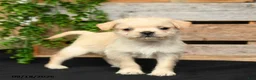 Mixed Breed dogs for sale: Tori - Ad 3