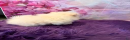 Pomeranian dogs for sale: Joey - Ad 2