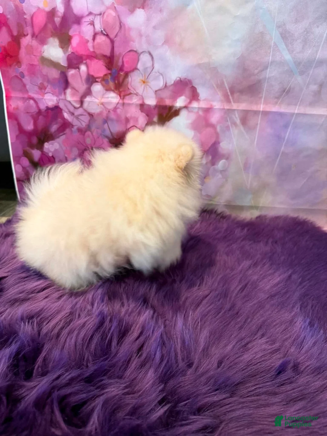 Pomeranian dogs for sale: Joey - Ad 2