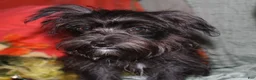 Morkie dogs for sale: Frank - Ad 10