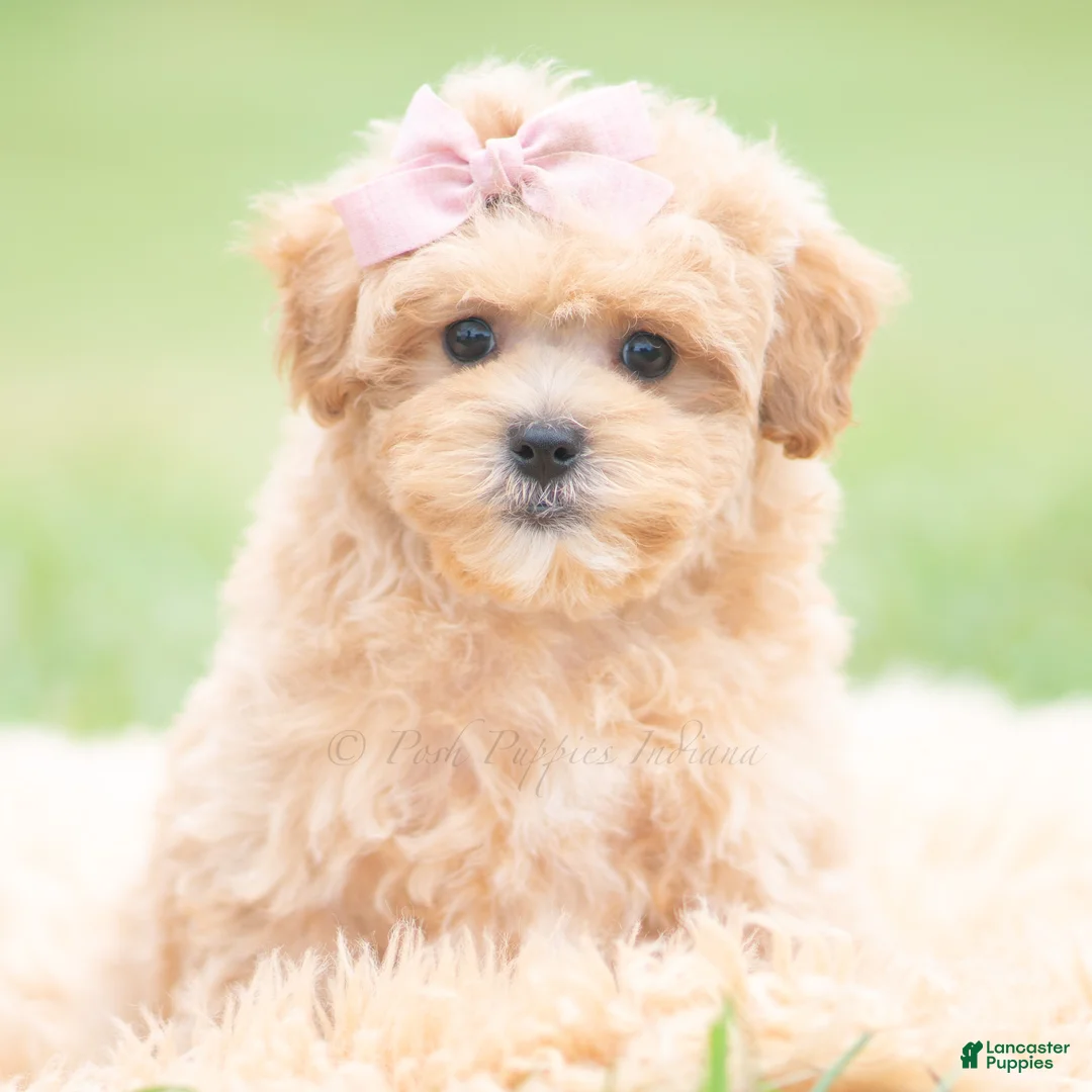 Maltipoo dogs for sale: Cookie - Ad 2