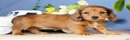 Miniature Dachshund dogs for sale: Judy - Ad 8