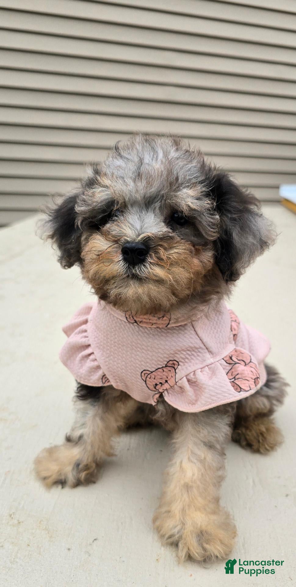 Luna, Toy Poodle
