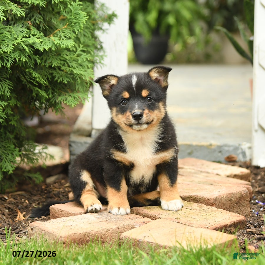 Mixed Breed dogs Lightning - Ad 2