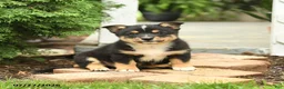 Mixed Breed dogs for sale: Lightning - Ad 2