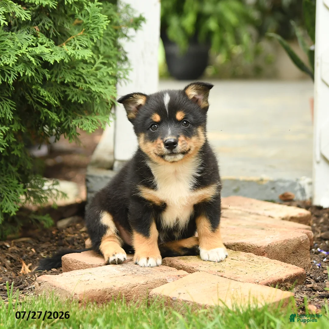 Mixed Breed dogs for sale: Lightning - Ad 2