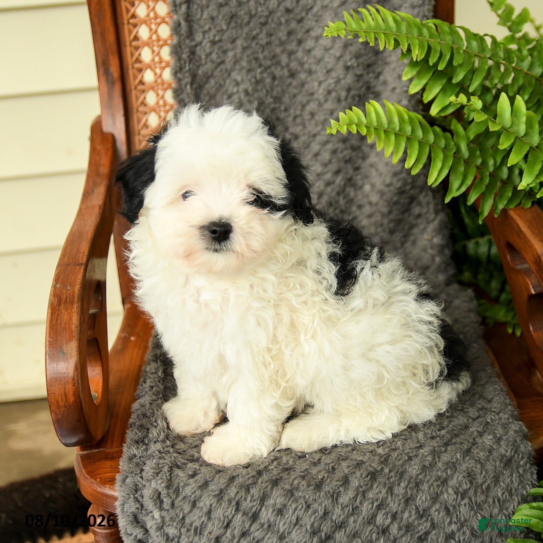 Maltipoo dogs Feyra - Ad 1