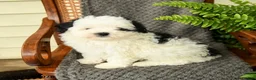 Maltipoo dogs for sale: Feyra - Ad 1