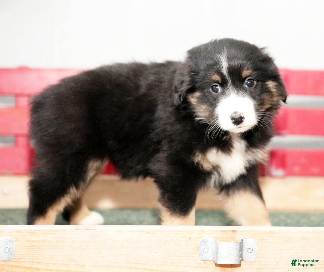 Miniature Australian Shepherd dogs for sale: Debbie - Ad 9
