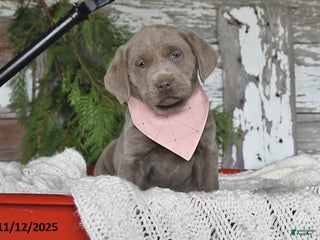 Labrador Retriever dogs - Ad 5