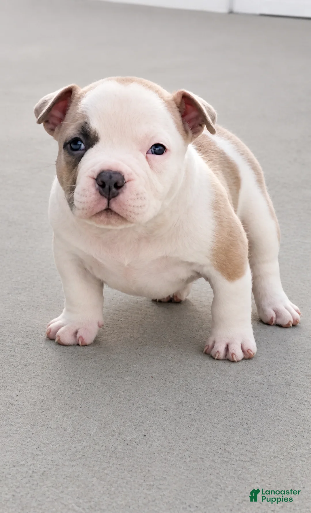 American Bully dogs for sale: American Bully Puppy 1 - Ad 1