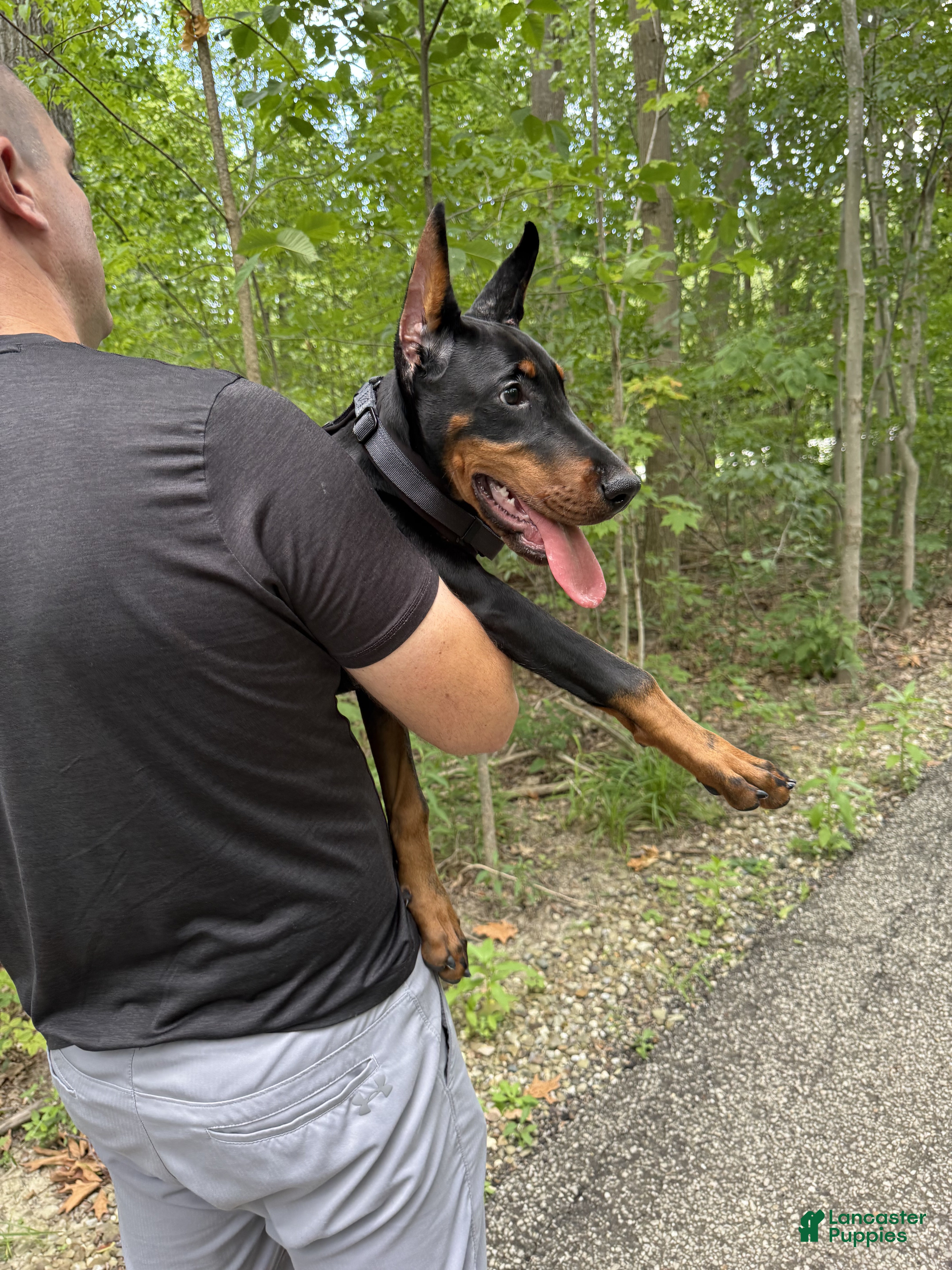 Doberman Pinscher dogs Ursa - Ad 2