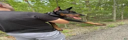 Doberman Pinscher dogs for sale: Ursa - Ad 2