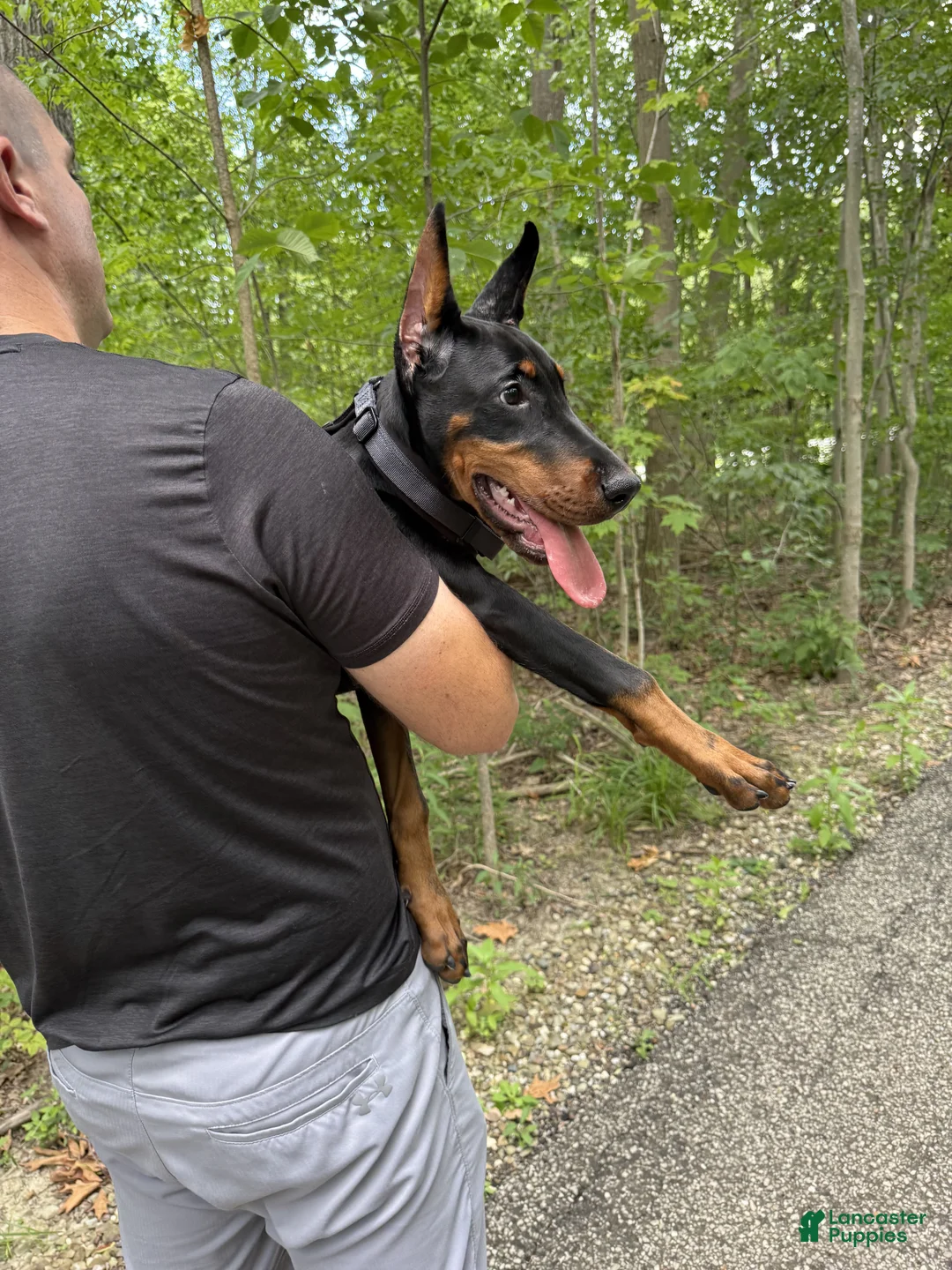 Doberman Pinscher dogs for sale: Ursa - Ad 2