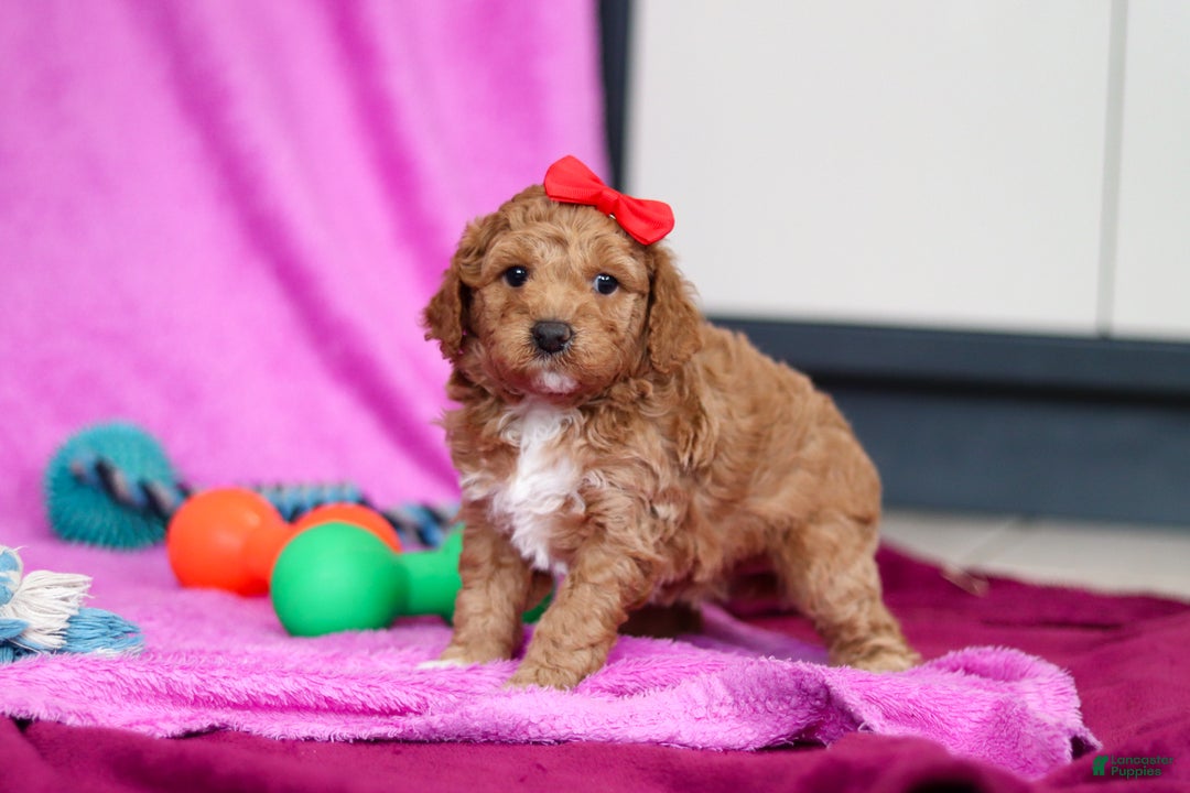 Goldendoodle dogs for sale: Flicka - Ad 3