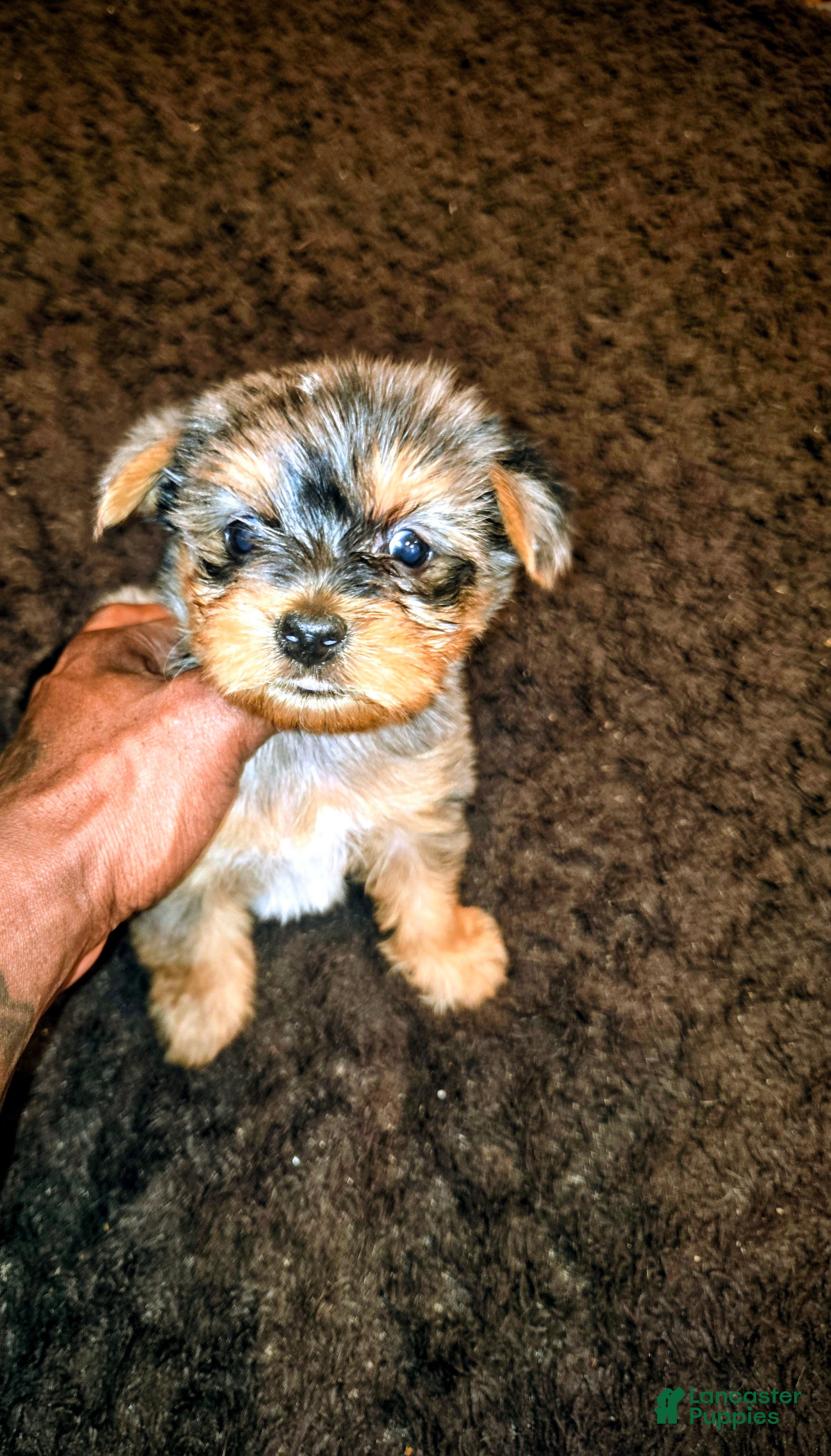 Yorkshire Terrier dogs Harvey  - Ad 38