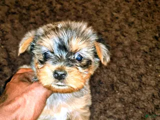 Yorkshire Terrier dogs Harvey - Ad 15