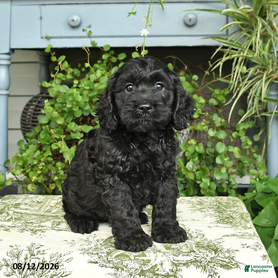 Cockapoo dogs Bear - Ad 1